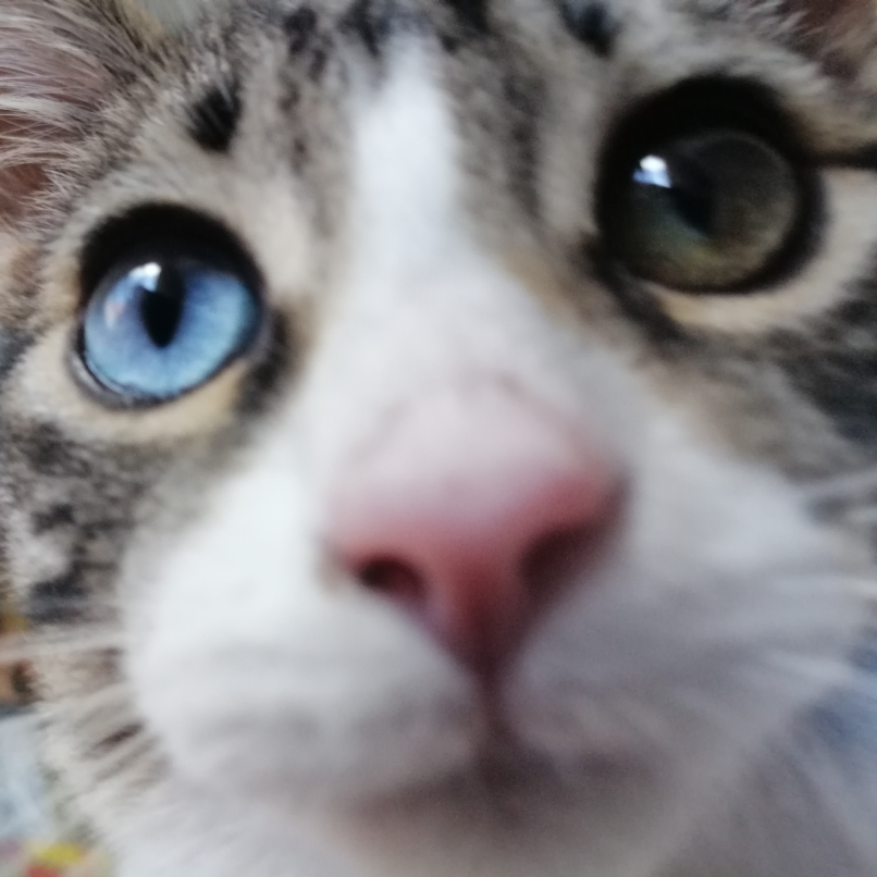 Close-up photo of Bucky, the real cat behind BuckyDevelopaws